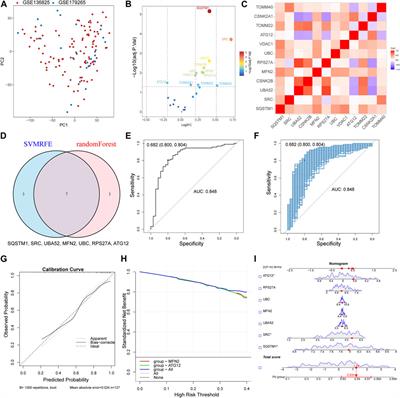 Comprehensive analysis of mitophagy-related genes in diagnosis and heterogeneous endothelial cells in chronic rhinosinusitis: based on bulk and single-cell RNA sequencing data